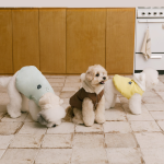 펫츠랜드 베어허그패딩베스트 3color S-2XL