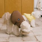 펫츠랜드 베어허그패딩베스트 3color S-2XL