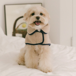 펫츠랜드 하트몽판초 2color S-2XL