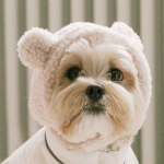 펫츠랜드 몽글베어모자 3color S-L