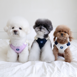 펫츠랜드 에어브레스하네스 3color S-L