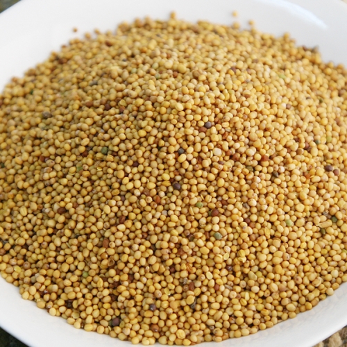 수입산 백개자 600g 겨자씨앗