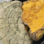 국내산 린테우스상황버섯 500g 뽕나무상황버섯