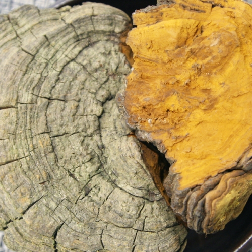 국내산 린테우스상황버섯 500g 뽕나무상황버섯