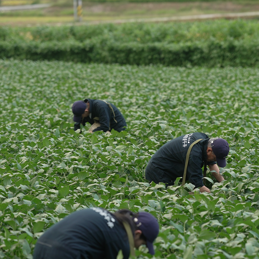 서리태콩물두유(달콤)
