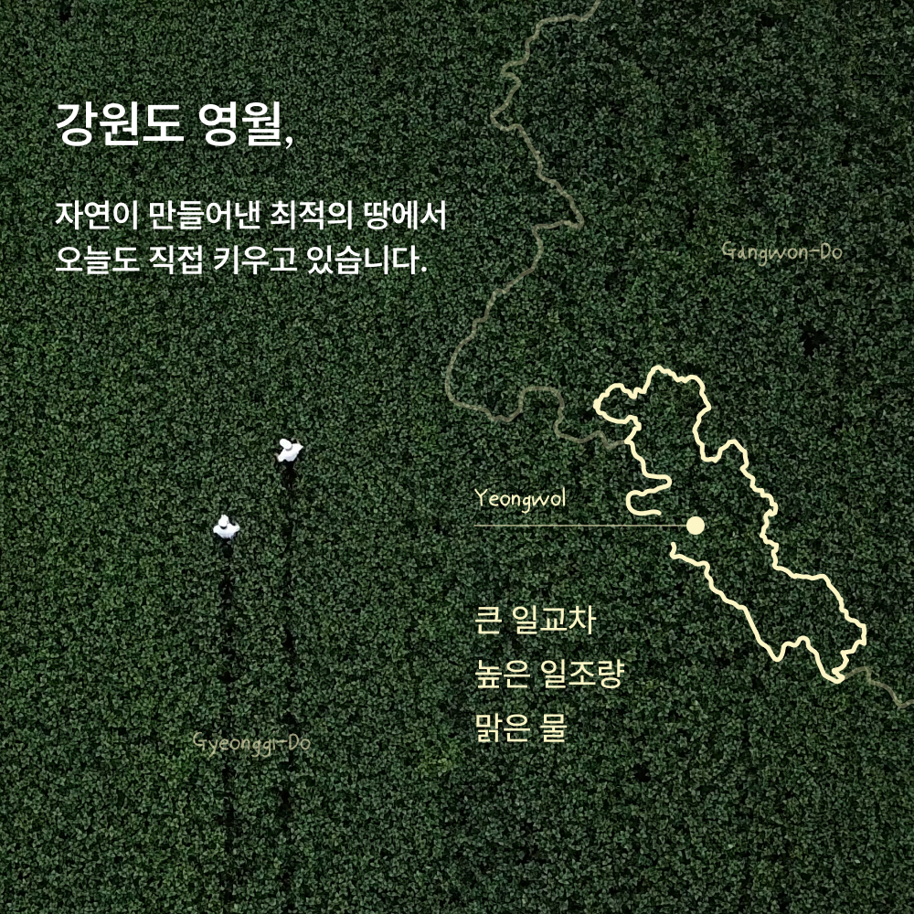 서리태콩물두유(서콩두) 서리태콩물두유(서콩두)