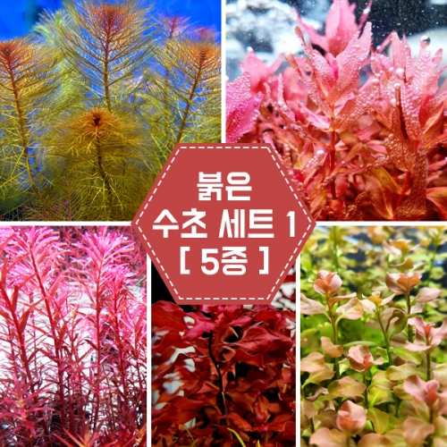 붉은 수초 세트1 [5종]