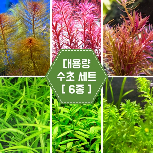 대용량 수초 세트 [6종]