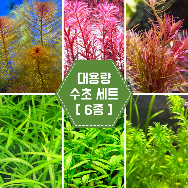 대용량 수초 세트 [6종]