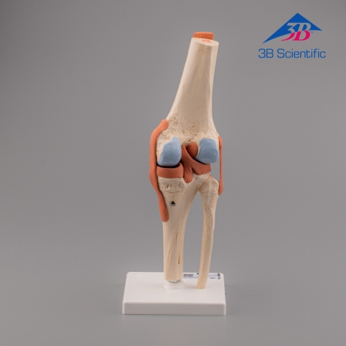 3B Scientific 고급형 무릎관절(슬관절) 모형 Deluxe Functional Knee Joint Model A82/1