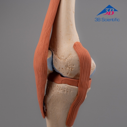 3B Scientific 고급형 무릎관절(슬관절) 모형 Deluxe Functional Knee Joint Model A82/1