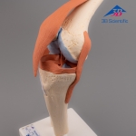 3B Scientific 고급형 무릎관절(슬관절) 모형 Deluxe Functional Knee Joint Model A82/1