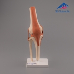 3B Scientific 고급형 무릎관절(슬관절) 모형 Deluxe Functional Knee Joint Model A82/1