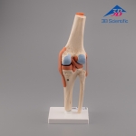 3B Scientific 고급형 무릎관절(슬관절) 모형 Deluxe Functional Knee Joint Model A82/1