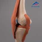 3B Scientific 고급형 무릎관절(슬관절) 모형 Deluxe Functional Knee Joint Model A82/1