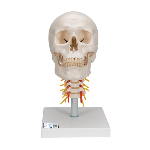 경추에 연결된 두개골 모형 4파트 분리형 A20/1 Human Skull Model on Cervical Spine 4 part