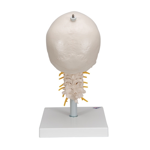 경추에 연결된 두개골 모형 4파트 분리형 A20/1 Human Skull Model on Cervical Spine 4 part