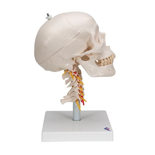 경추에 연결된 두개골 모형 4파트 분리형 A20/1 Human Skull Model on Cervical Spine 4 part