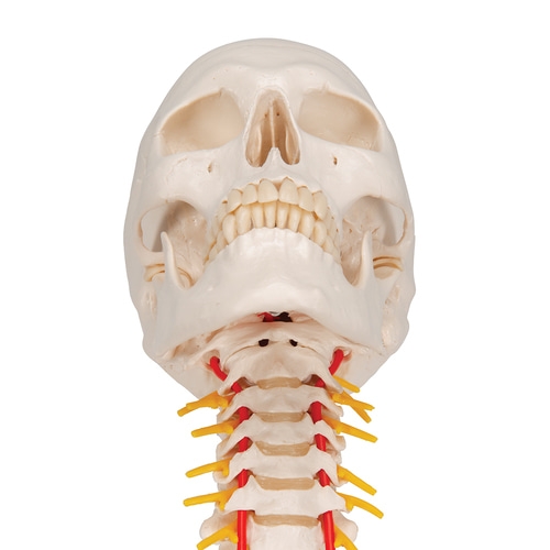 경추에 연결된 두개골 모형 4파트 분리형 A20/1 Human Skull Model on Cervical Spine 4 part