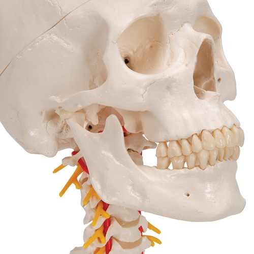 경추에 연결된 두개골 모형 4파트 분리형 A20/1 Human Skull Model on Cervical Spine 4 part