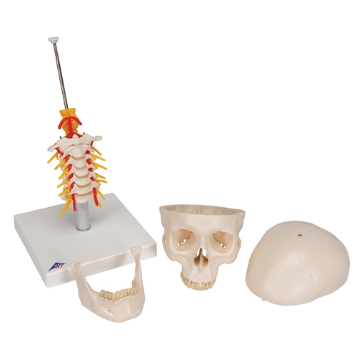 경추에 연결된 두개골 모형 4파트 분리형 A20/1 Human Skull Model on Cervical Spine 4 part
