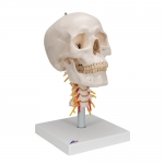 경추에 연결된 두개골 모형 4파트 분리형 A20/1 Human Skull Model on Cervical Spine 4 part