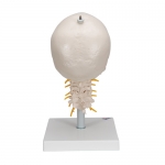 경추에 연결된 두개골 모형 4파트 분리형 A20/1 Human Skull Model on Cervical Spine 4 part