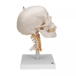 경추에 연결된 두개골 모형 4파트 분리형 A20/1 Human Skull Model on Cervical Spine 4 part