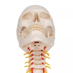 경추에 연결된 두개골 모형 4파트 분리형 A20/1 Human Skull Model on Cervical Spine 4 part