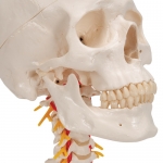 경추에 연결된 두개골 모형 4파트 분리형 A20/1 Human Skull Model on Cervical Spine 4 part