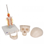 경추에 연결된 두개골 모형 4파트 분리형 A20/1 Human Skull Model on Cervical Spine 4 part