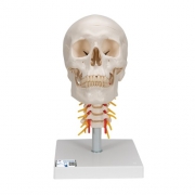 경추에 연결된 두개골 모형 4파트 분리형 A20/1 Human Skull Model on Cervical Spine 4 part
