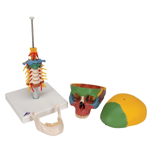 교육용 경추 포함 채색된 두개골 모형 4파트 A20/2 Didactic Human Skull Model on Cervical Spine, 4 part