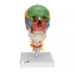 교육용 경추 포함 채색된 두개골 모형 4파트 A20/2 Didactic Human Skull Model on Cervical Spine, 4 part