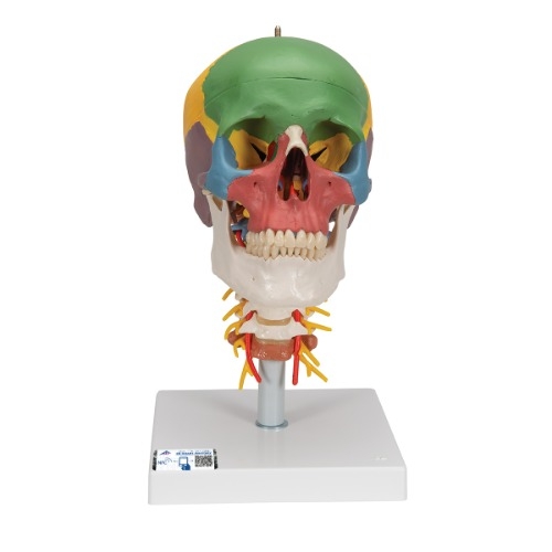 교육용 경추 포함 채색된 두개골 모형 4파트 A20/2 Didactic Human Skull Model on Cervical Spine, 4 part