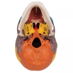 교육용 경추 포함 채색된 두개골 모형 4파트 A20/2 Didactic Human Skull Model on Cervical Spine, 4 part