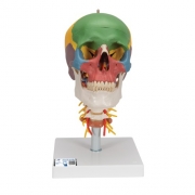교육용 경추 포함 채색된 두개골 모형 4파트 A20/2 Didactic Human Skull Model on Cervical Spine, 4 part