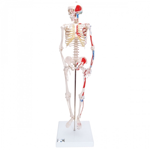 소형 전신골격 모형 A18/5 (근육채색, 스탠드 장착형) Mini Human Skeleton Shorty with Painted Muscles, Pelvic Mounted, Half Natural Size