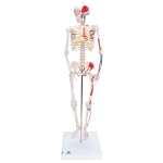 소형 전신골격 모형 A18/5 (근육채색, 스탠드 장착형) Mini Human Skeleton Shorty with Painted Muscles, Pelvic Mounted, Half Natural Size