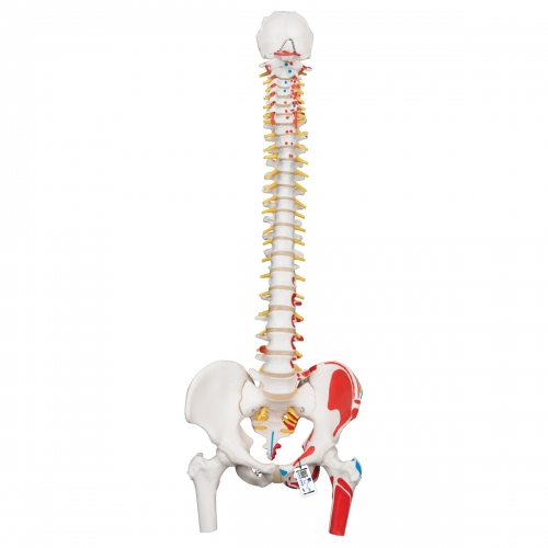 근육이 표현된 유연한 척추모형 A58/3 Classic Flexible Spine Model with Femur Heads and Painted Muscles / Item: 1000123