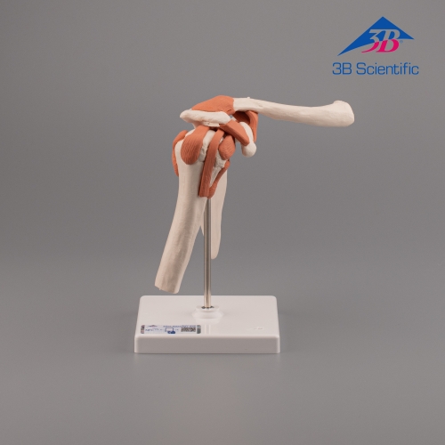 3B Scientific 어깨모형/견관절 모형  A80 Functional Shoulder Joint [1000159]
