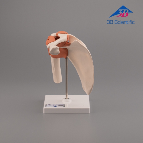 3B Scientific 어깨모형/견관절 모형  A80 Functional Shoulder Joint [1000159]