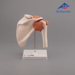 3B Scientific 어깨모형/견관절 모형  A80 Functional Shoulder Joint [1000159]