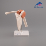 3B Scientific 어깨모형/견관절 모형  A80 Functional Shoulder Joint [1000159]