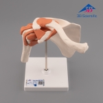 3B Scientific 어깨모형/견관절 모형  A80 Functional Shoulder Joint [1000159]