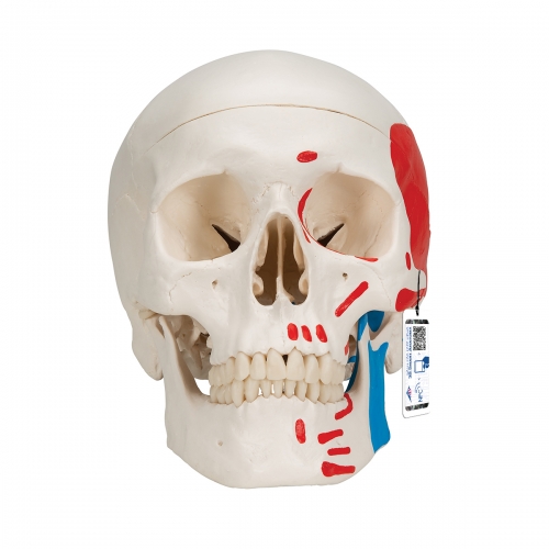 1000055 두개골 모형 A23 Classic Skull, painted, 3-part