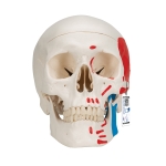 1000055 두개골 모형 A23 Classic Skull, painted, 3-part
