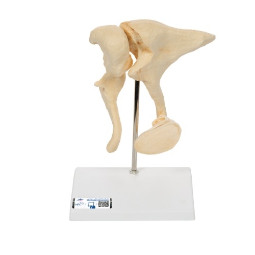 3B Scientific 이소골 모형 A100 [1009697]