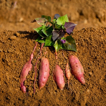 익산 날씬이 고구마 5kg/10Kg (햇꿀)