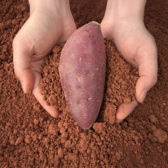 익산 날씬이 고구마 5kg/10Kg (햇꿀)